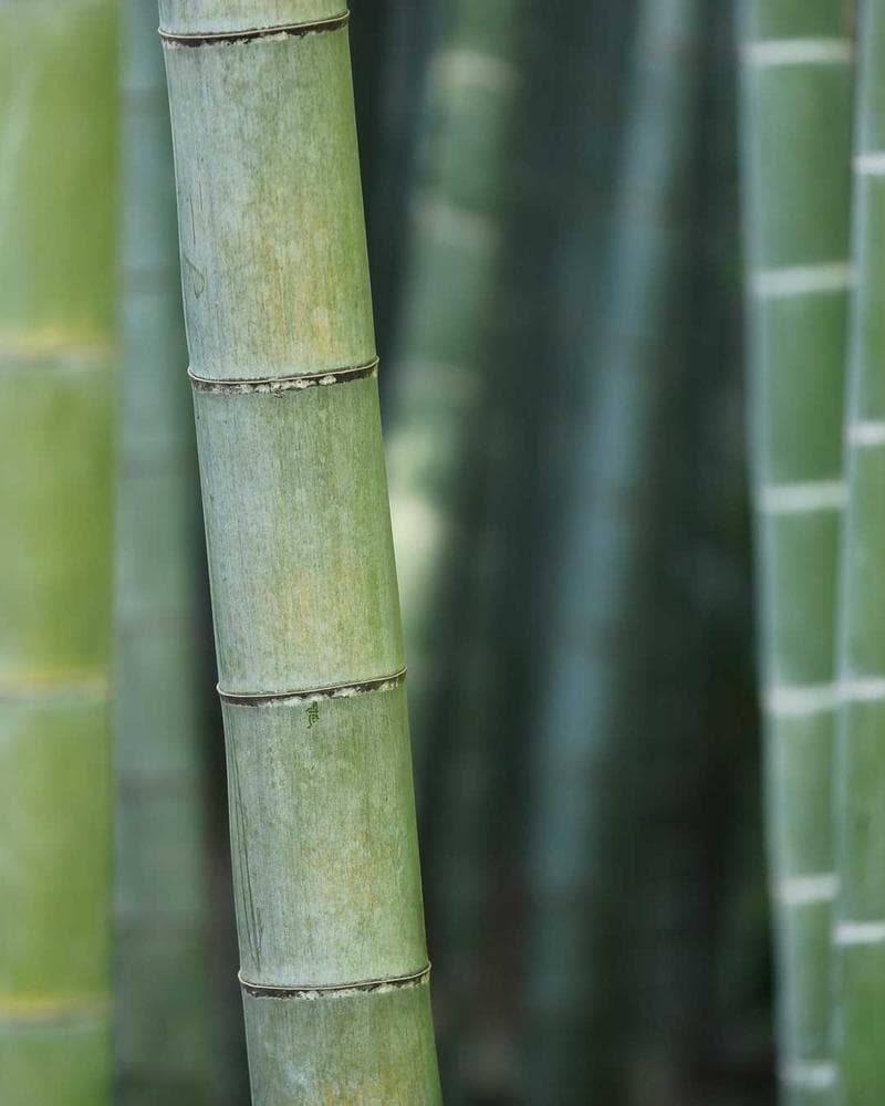Gossamer Light Photography