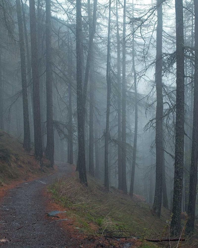 Ivory & Ink Photography