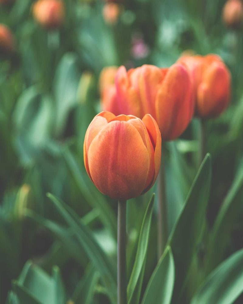 Sarah Thompson Photography